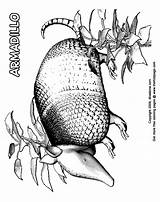 Coloring Armadillo Pages Kids Printable Sheets Colouring Thekidzpage sketch template