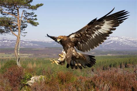 britains birds  prey  country life guide  raptors