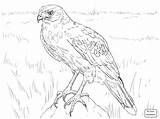 Hawk Coloring Pages Flying Drawing Hawks Tony Getdrawings Getcolorings Printable Color sketch template