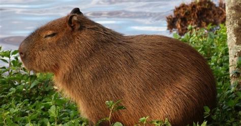 capybaras    good pets      home
