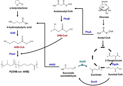 molecules  full text current advances   hydroxybutyrate