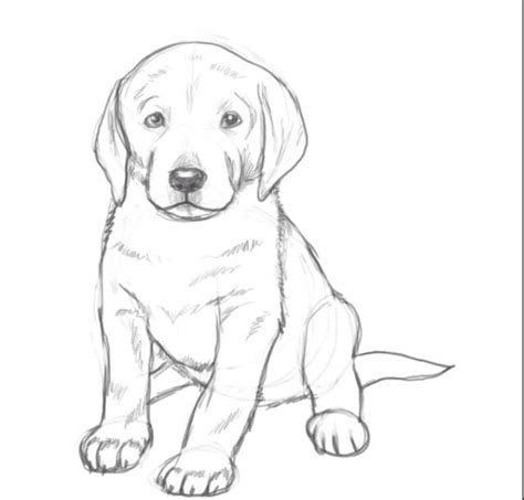 lab puppy sketch dog drawing simple dog drawing tutorial dog pencil