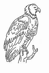 Eagle Harpy Coloring Pages Kids Outline Branch Perched Sun Getdrawings Drawing Print Getcolorings Color Template sketch template
