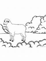 Dall Ruminants sketch template