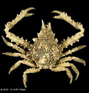 Afbeeldingsresultaten voor "eurynome Aspera". Grootte: 177 x 185. Bron: www.crustaceology.com