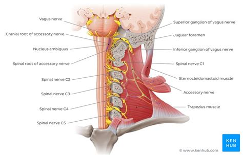 cranial nerves anatomy names functions and mnemonics kenhub