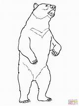 Draw Grizzly Realistic Getdrawings sketch template