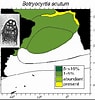 Afbeeldingsresultaten voor "amphirhopalum Ypsilon". Grootte: 95 x 100. Bron: palaeo-electronica.org