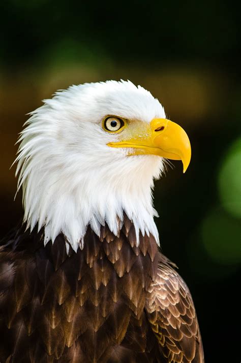 bald eagle kicks  breeding season  greater population