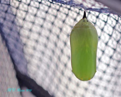 amazing journey part   chrysalis stage  meadowlands nature blog