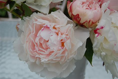 white peonies desktop wallpaper wallpapersafari