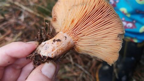Identifying Edible Mushrooms Lactarius Deliciosus Saffron Milk Cap