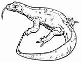 Lizard Coloring Coloringway Animal sketch template