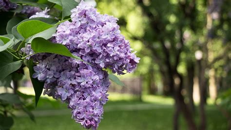 what is the best time of year to plant lilacs
