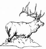 Coloring Elk Alce Deer Alces Pintarcolorir Antler Stencil Stencils Bestcoloringpagesforkids sketch template