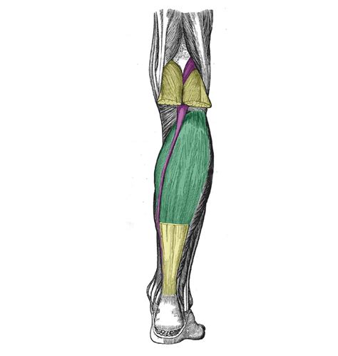 muscles   posterior leg attachments actions teachmeanatomy