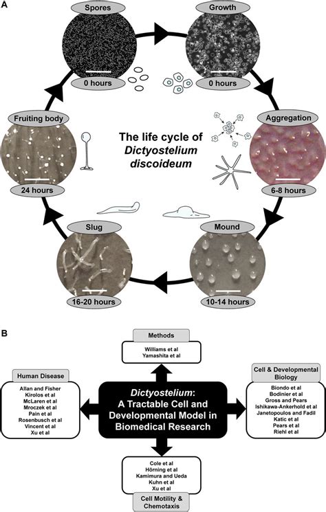 Frontiers Editorial Dictyostelium A Tractable Cell And