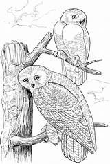 Pages Owls Coloring Owl Snowy Tree Colouring Two Printable Drawing Wildlife Sheets Adults Book Crafts ציעה ינשוף דף Adult Super sketch template