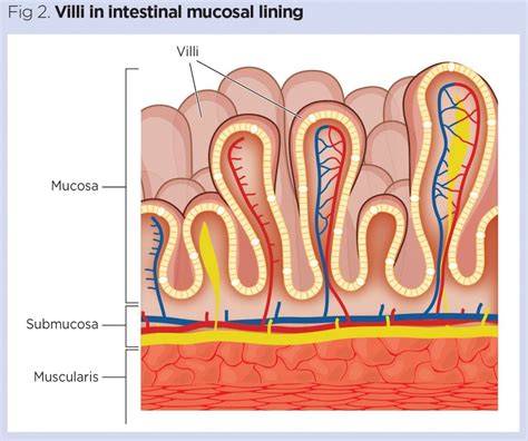 jejunum anatomy anatomy book