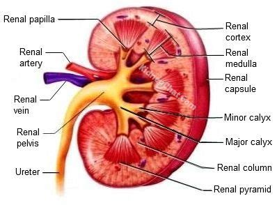 kidney diagram google search kidney anatomy human kidney renal