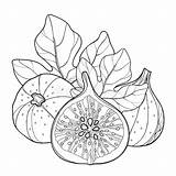 Fig Coloring Outline Composition Fruit Clipart Dreamstime Ripe Ficus Slice Carica Leaf Common Vector Tree Illustrations Vectors Stock sketch template