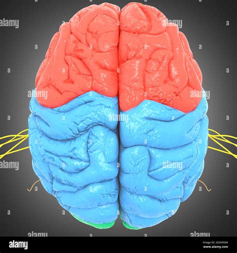 limpia el cuarto cilindro descuidado brain lobe anatomy desfiladero
