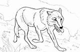 Ausmalen Lobo Lobos Wolves Inspirierend Wölfe Gepard Colorindo Wolfskopf Heulender Alcateia Selvagens sketch template
