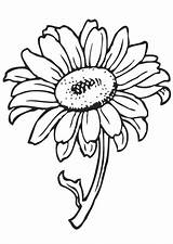 Sunflower Printable sketch template