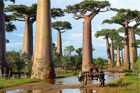 15 of the most magnificent trees in the world