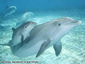 science dolphin   nursing  calf