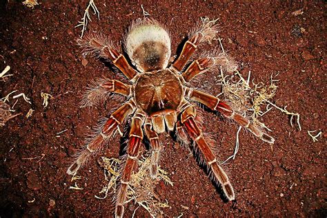 tarantulas alive   close   academy  natural sciences
