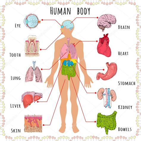 human body diagram  organs organs human body diagram anatomy system internal organ chart