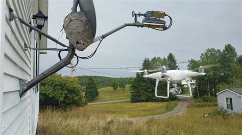 drone    close    busy bald faced hornet nest