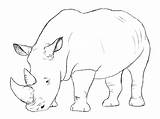 Rhino Drawing Draw Animal Rhinoceros Drawings Rhinos Easy Sketches Tattoo Pencil Animals Head Coloring Face Illustration Big African Pages Drawcentral sketch template