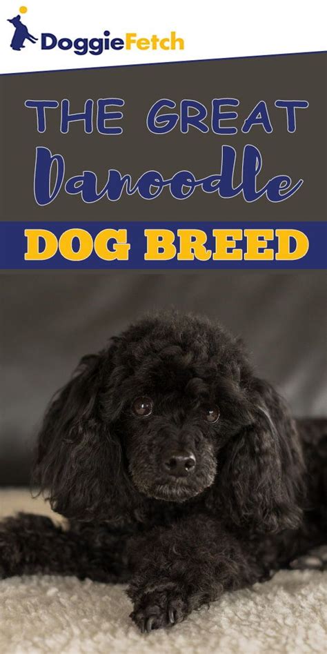 great danoodle dog breed great danoodle dogs dog breeds