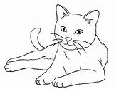 Kittens sketch template