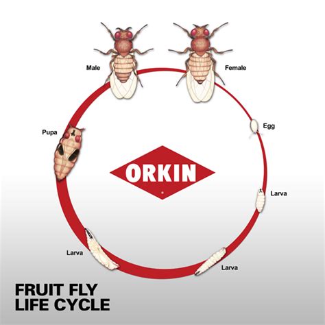 life span and life cycle of fruit fly