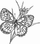 Farfalle Disegni Colorare Papillons Bambini Lescoloriages Coloriages Suivant sketch template