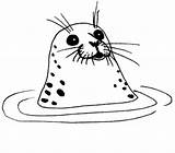 Seal Coloring Ringed Under Water sketch template