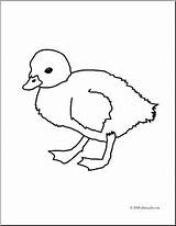 Coloring Duckling Baby Pages Getdrawings Getcolorings sketch template