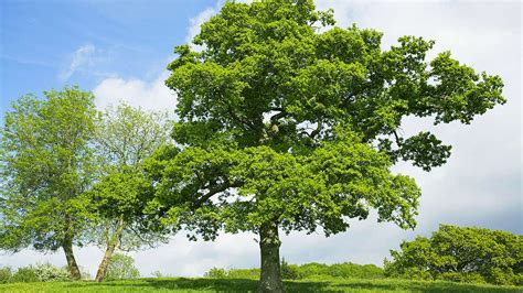 english oak quercus robur british trees woodland trust