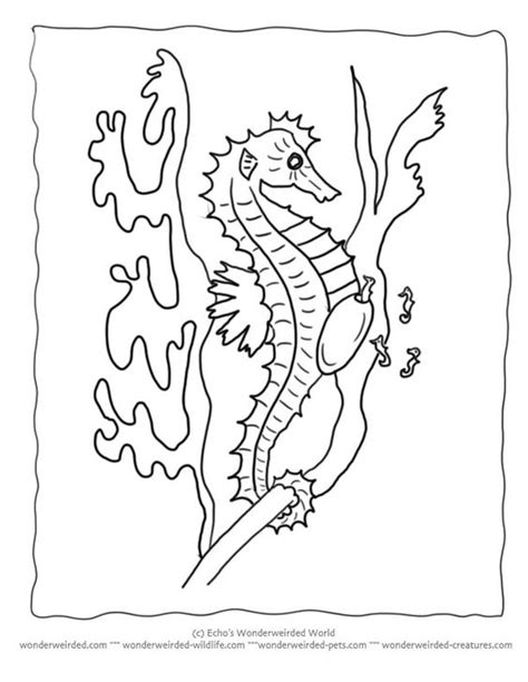 seahorse coloring pages   ocean life pinterest