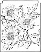 Leather Patterns Tooling Pattern Coloring Printable Flower Pages Flowers Embroidery Floral Drawing Search Yahoo Craft Book Choose Board sketch template
