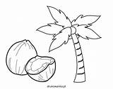Kokosowa Kolorowanka Druku Kokosowe Pokoloruj Jak środku Klimacie Twardych Orzechów Rysunku Owoce Postaci Pokrytych Tropikalnym Drzewo Rośnie Widzicie sketch template