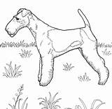 Terrier Fox Coloring Pages Printable Dog Dogs Color Categories sketch template