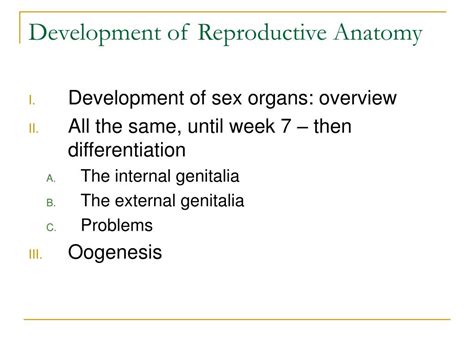 Ppt Development Of Reproductive Anatomy Powerpoint Presentation Free