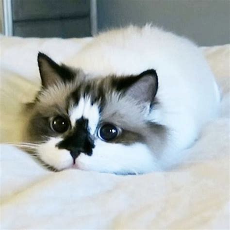 meet albert the cutest munchkin cat with unique “skull” nose and