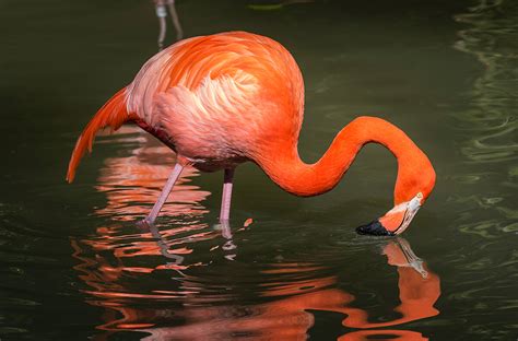 flamingo san diego zoo animals plants