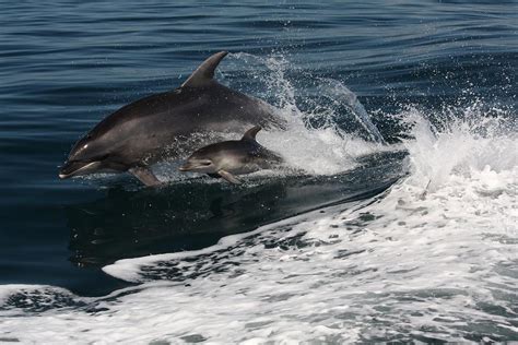 discover  bay cruise hole   rock dolphin watching