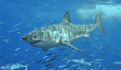 moartea unui rechin alb din california  dus la demararea unei investigatii criminalistice